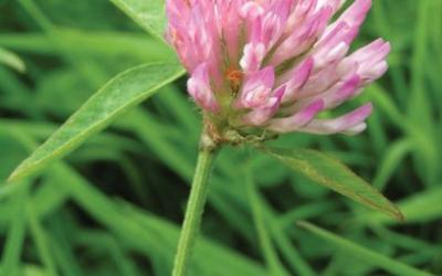 Trifolium pratense