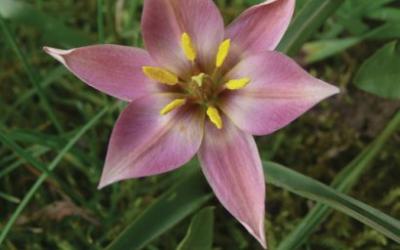 Tulipa aucheriana