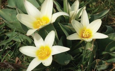 Tulipa kaufmanniana