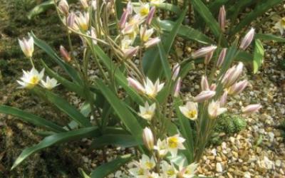 Tulipa turkestanica