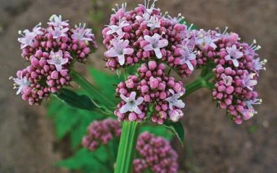Valeriana officinalis