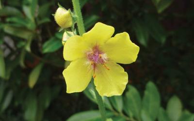Verbascum blattaria