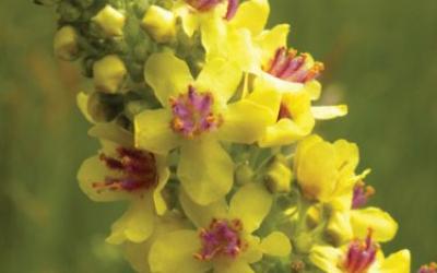 Verbascum nigrum