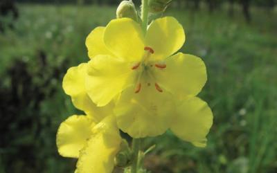 Verbascum phlomoides