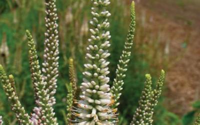 Veronicastrum virginicum