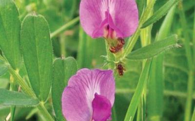 Vicia sativa