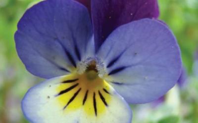 Viola tricolor