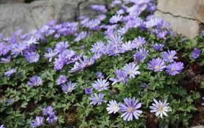 Anemone blanda