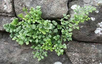 Asplenium ruta-muraria