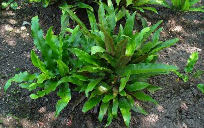 Asplenium scolopendrium