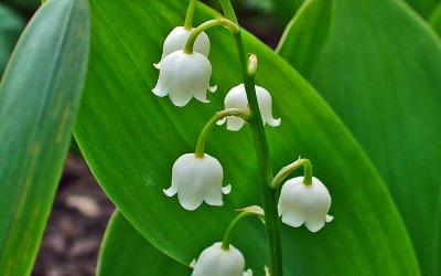 Convallaria majalis
