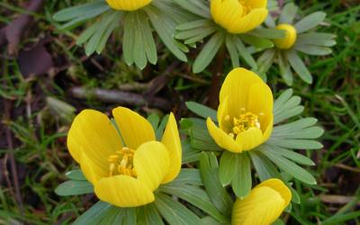 Eranthis hyemalis