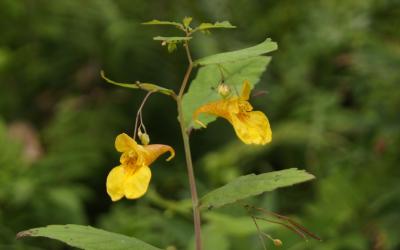 Impatiens noli-tangere