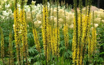 Ligularia przewalskii