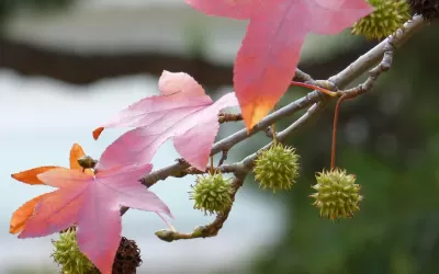 Liquidambar styraciflua