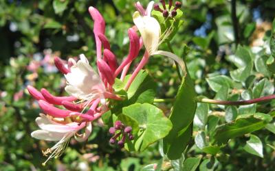 Lonicera caprifolium
