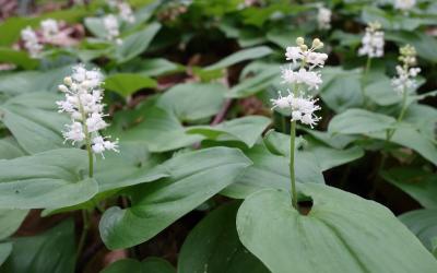Maianthemum bifolium