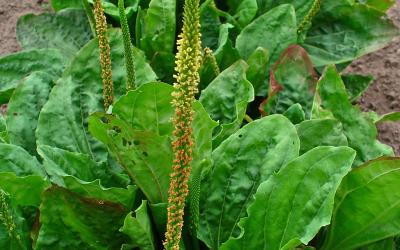 Plantago major