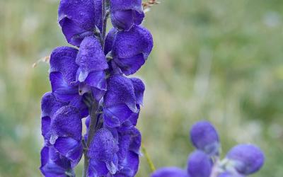 Aconitum napellus