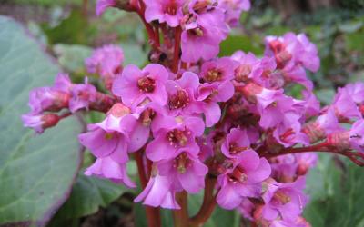 Bergenia cordifolia