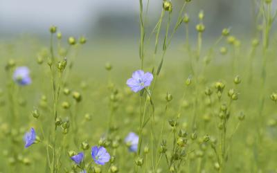 Linum usitatissimum