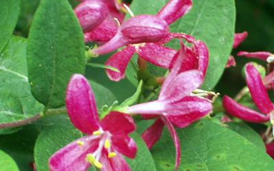 Lonicera tatarica