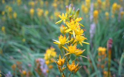 Narthecium ossifragum