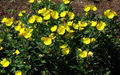 Oenothera fruticosa