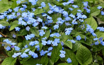 Omphalodes verna