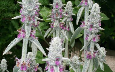 Stachys byzantina