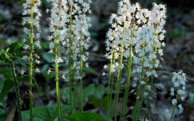 Tiarella cordifolia